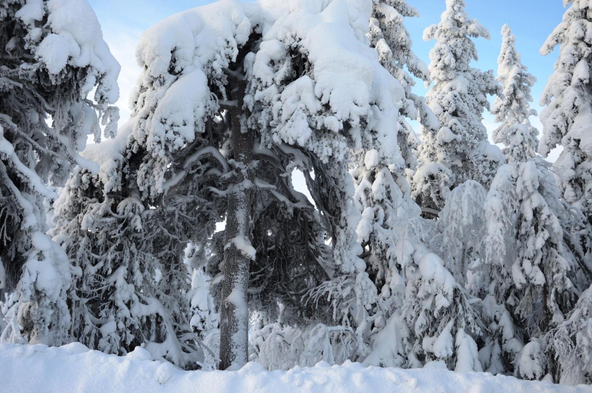 14 - Fulufjellets Nasjonalparker - Natur-, Dyre- Og Fugleopplevelser ทรีซิล ภายนอก รูปภาพ