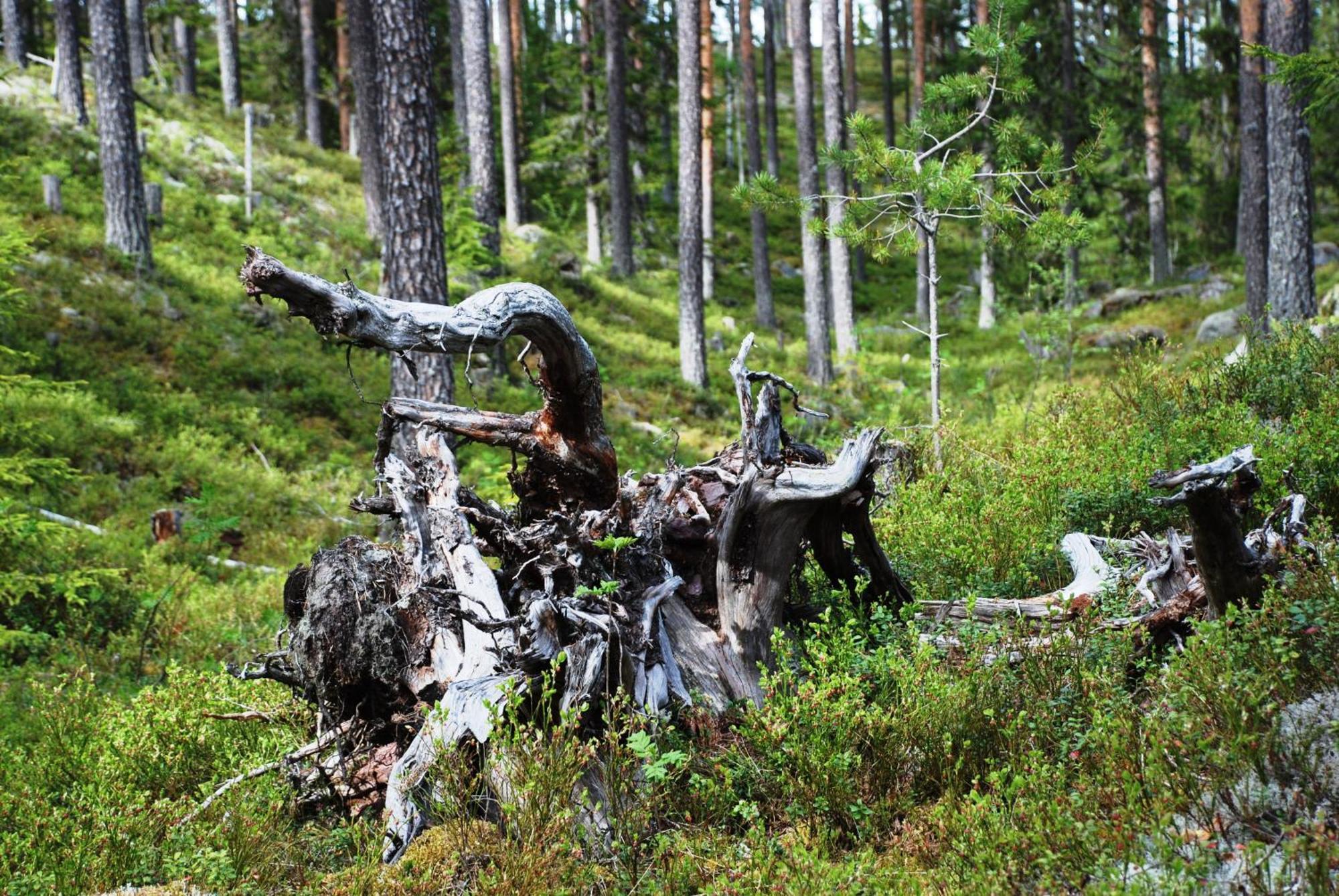 14 - Fulufjellets Nasjonalparker - Natur-, Dyre- Og Fugleopplevelser ทรีซิล ภายนอก รูปภาพ