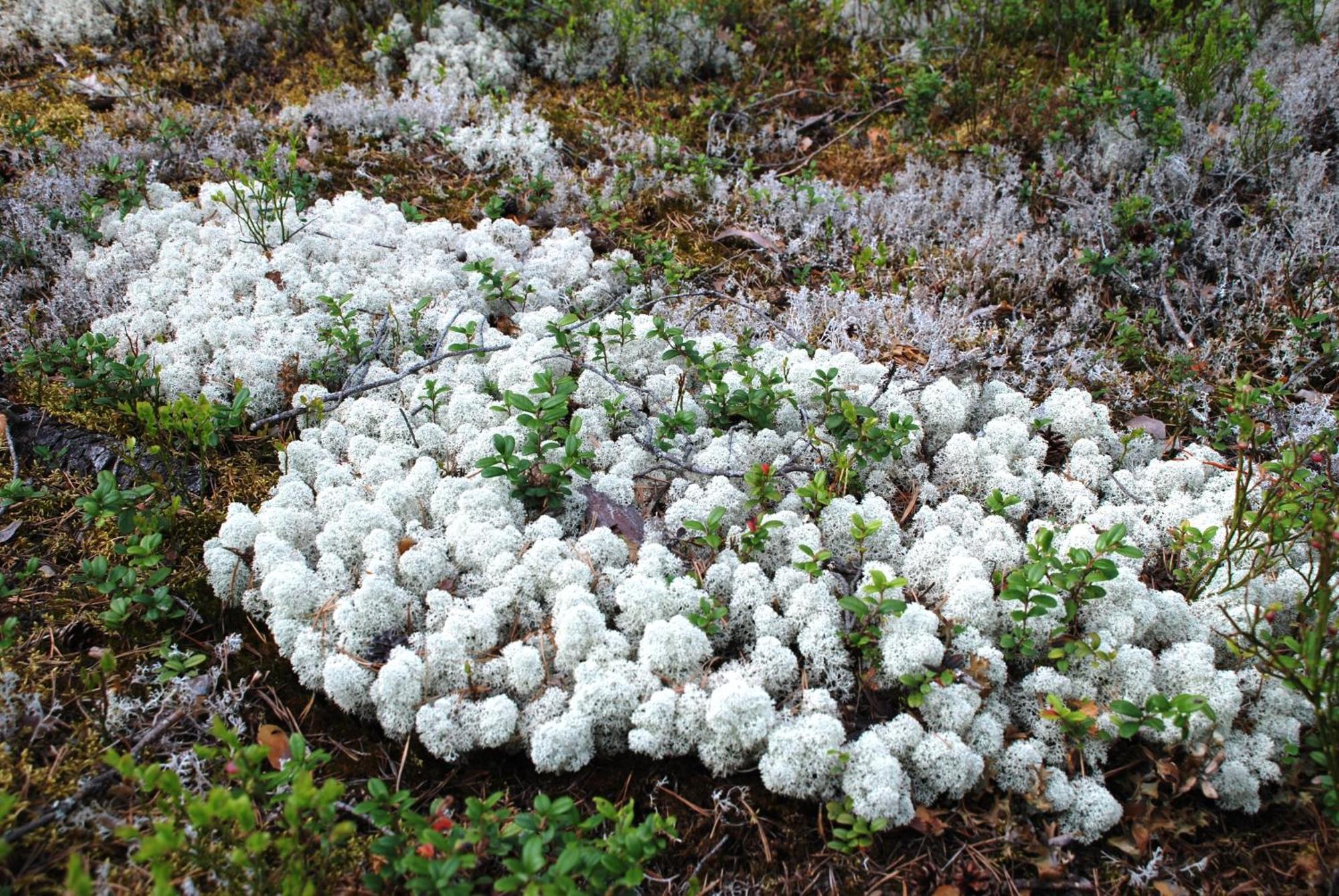 14 - Fulufjellets Nasjonalparker - Natur-, Dyre- Og Fugleopplevelser ทรีซิล ภายนอก รูปภาพ