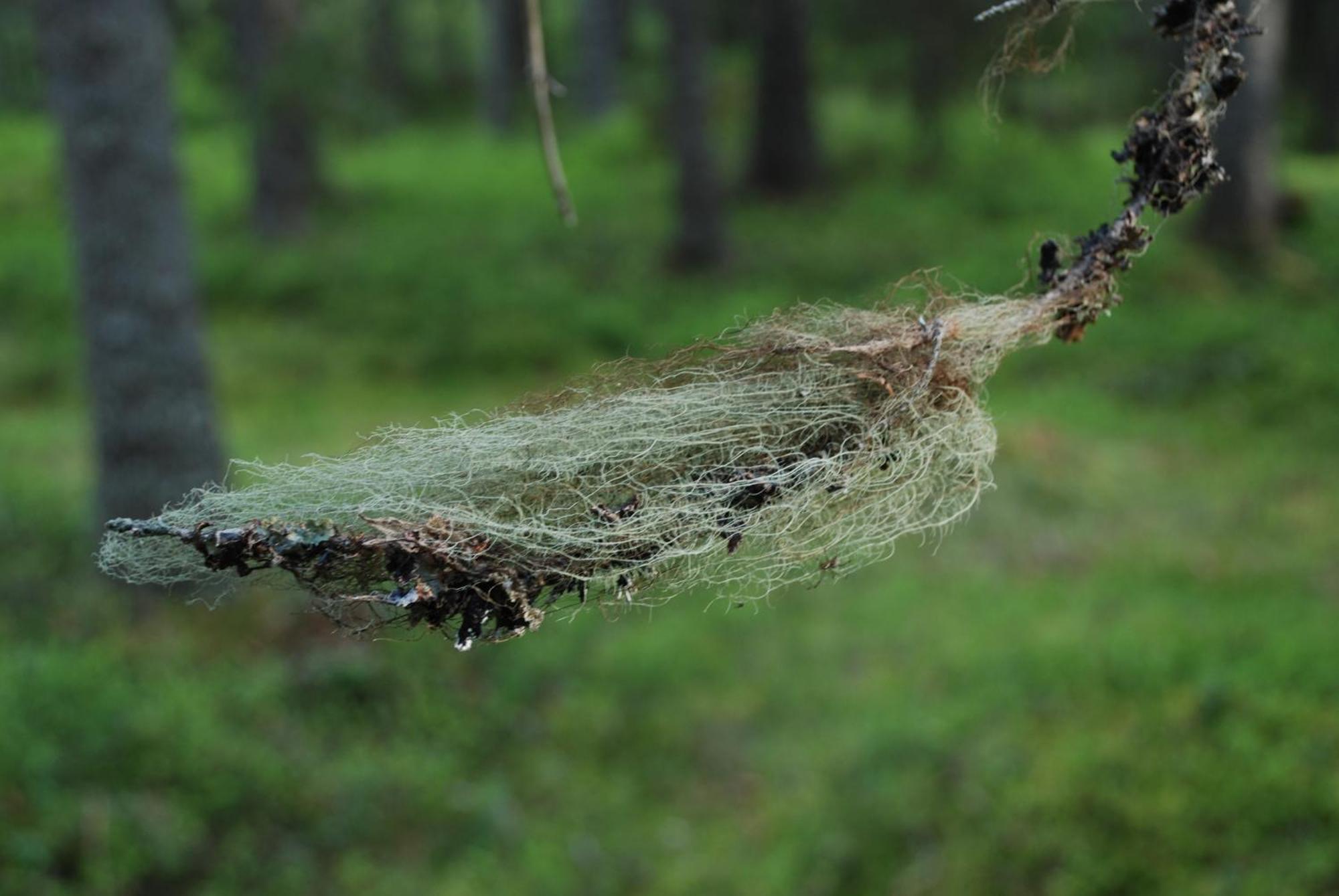 14 - Fulufjellets Nasjonalparker - Natur-, Dyre- Og Fugleopplevelser ทรีซิล ภายนอก รูปภาพ