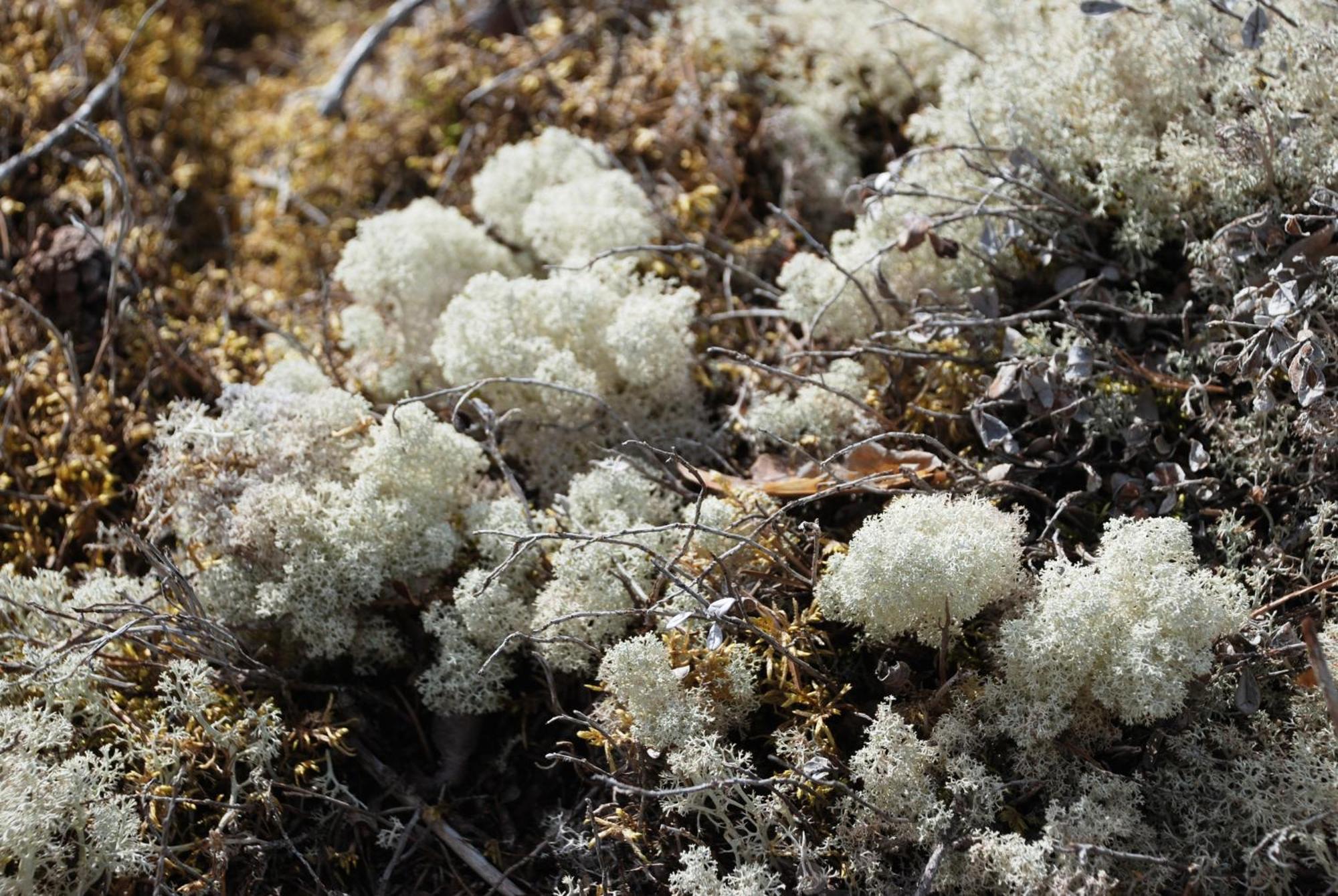 14 - Fulufjellets Nasjonalparker - Natur-, Dyre- Og Fugleopplevelser ทรีซิล ภายนอก รูปภาพ