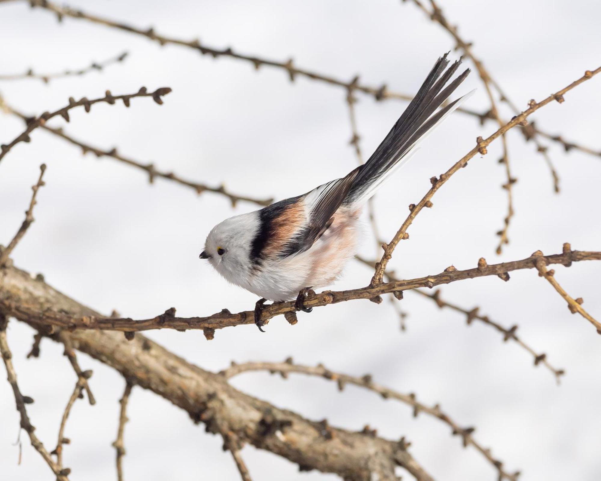 14 - Fulufjellets Nasjonalparker - Natur-, Dyre- Og Fugleopplevelser ทรีซิล ภายนอก รูปภาพ