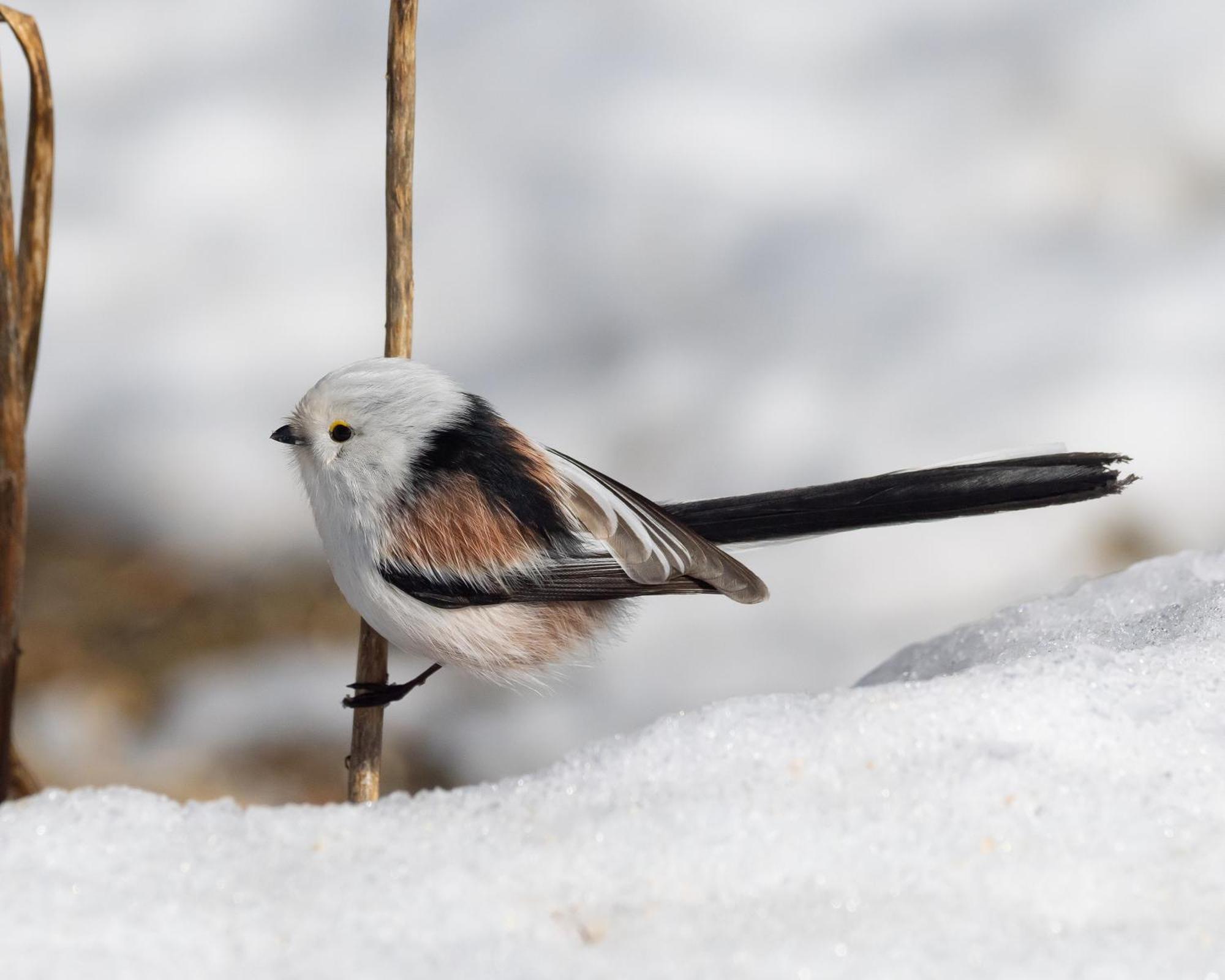 14 - Fulufjellets Nasjonalparker - Natur-, Dyre- Og Fugleopplevelser ทรีซิล ภายนอก รูปภาพ