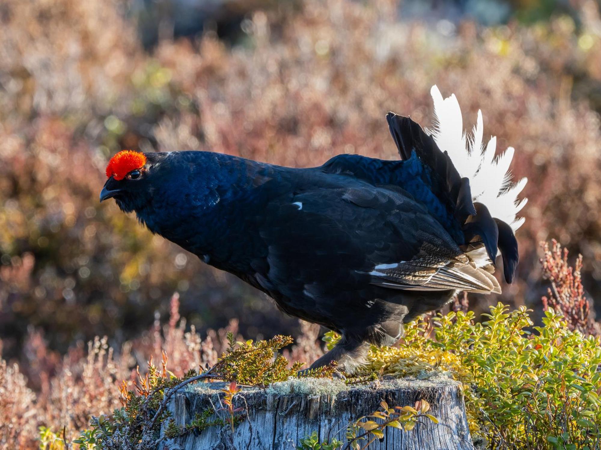 14 - Fulufjellets Nasjonalparker - Natur-, Dyre- Og Fugleopplevelser ทรีซิล ภายนอก รูปภาพ