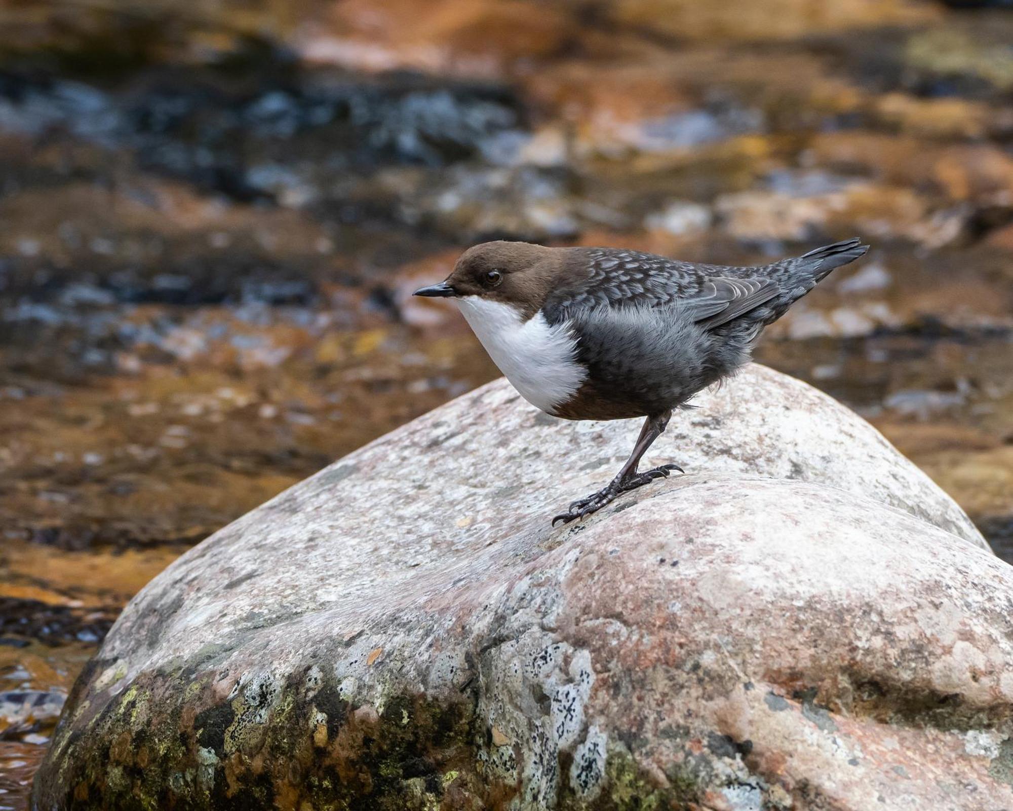 14 - Fulufjellets Nasjonalparker - Natur-, Dyre- Og Fugleopplevelser ทรีซิล ภายนอก รูปภาพ