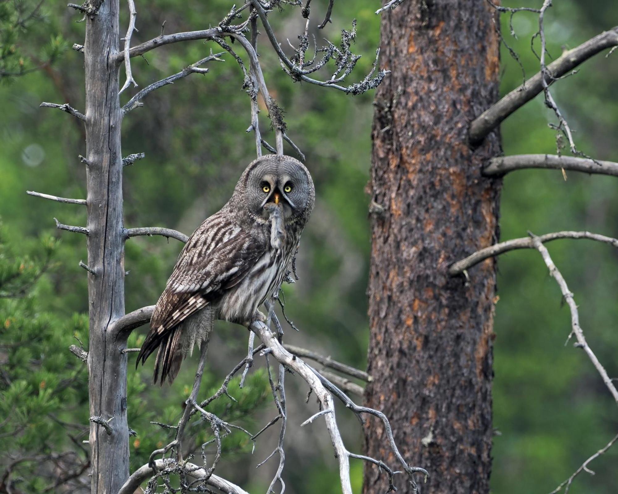 14 - Fulufjellets Nasjonalparker - Natur-, Dyre- Og Fugleopplevelser ทรีซิล ภายนอก รูปภาพ
